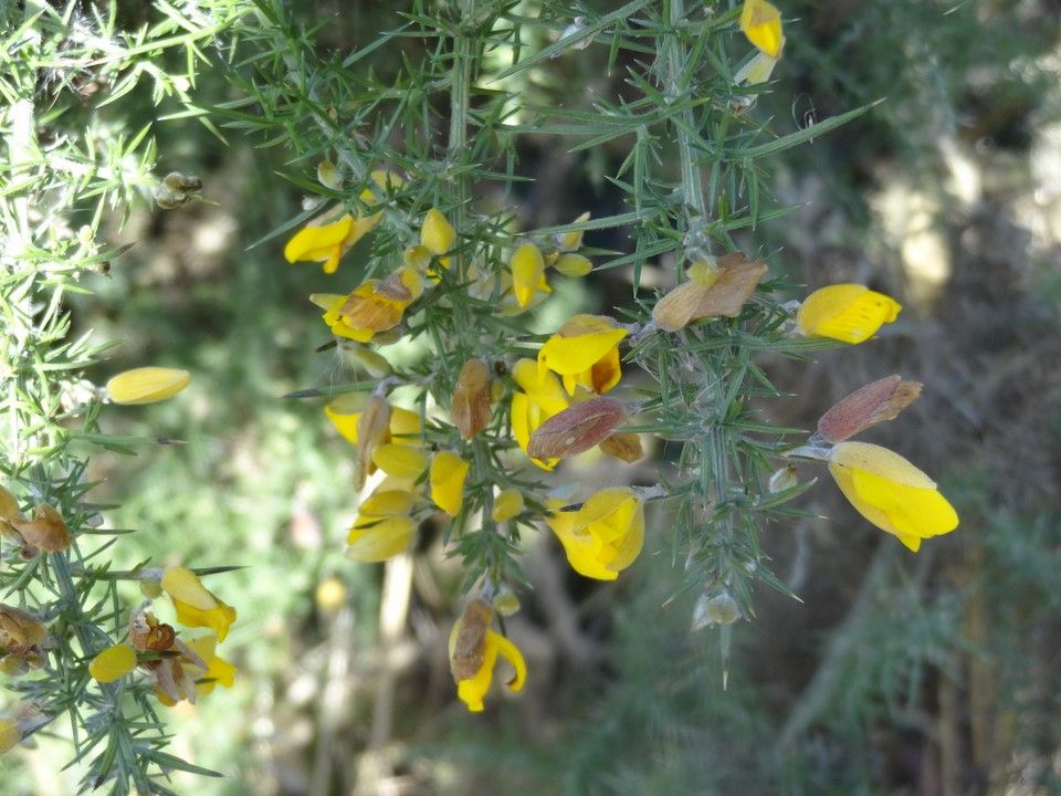rencontre pecquencourt